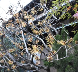 蟹江で見かけたマンサク