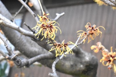 蟹江で見かけたマンサク