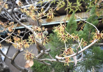 蟹江で見かけたマンサク