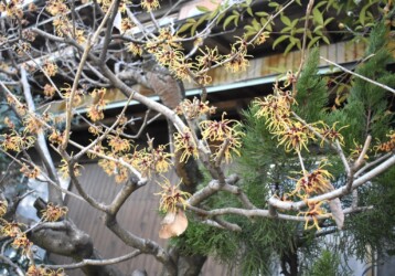 蟹江で見かけたマンサク