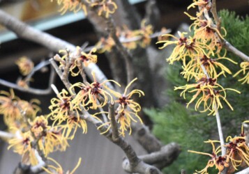 蟹江で見かけたマンサク