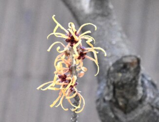 蟹江で見かけたマンサク