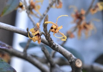 蟹江で見かけたマンサク