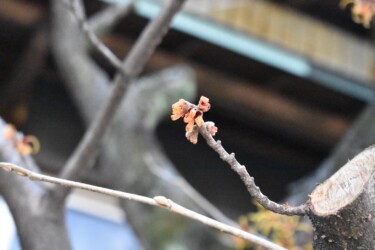 蟹江で見かけたマンサク