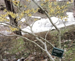 蔵王半郷で見かけたマンサク