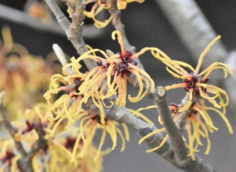 蔵王半郷で見かけたマンサク