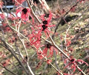 蔵王半郷で見かけたアカバナマンサク