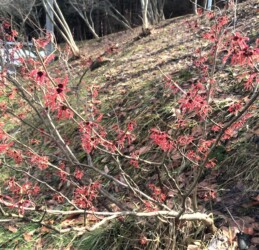 蔵王半郷で見かけたアカバナマンサク