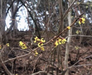 天童高原近くで見かけたマンサク