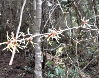 天童高原近くで見かけたマンサク