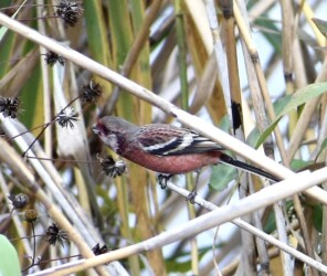 コセンダングサの種を啄むベニマシコ