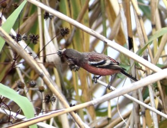 コセンダングサの種を啄むベニマシコ