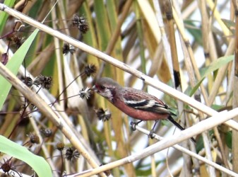 コセンダングサの種を啄むベニマシコ