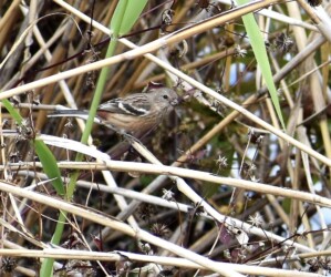 コセンダングサの種を啄むベニマシコ