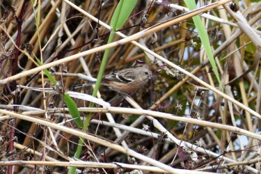 コセンダングサの種を啄むベニマシコ