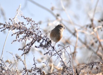 ヨモギの種を啄むベニマシコ