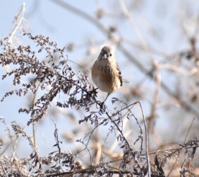 ヨモギの種を啄むベニマシコ