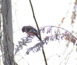 ヨモギの種を啄むベニマシコ