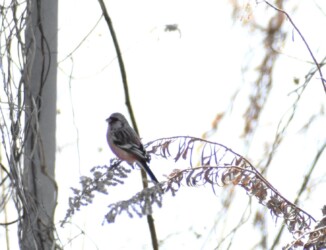 ヨモギの種を啄むベニマシコ