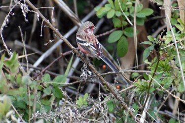 ヨモギの種を啄むベニマシコ