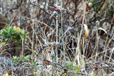 アレチハナガサの種を啄むベニマシコ