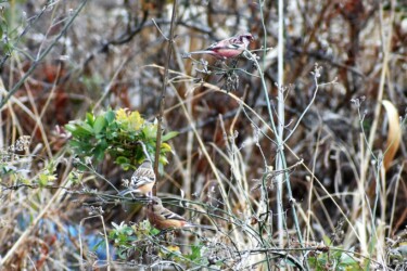 アレチハナガサの種を啄むベニマシコ