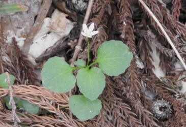 タニギキョウの花