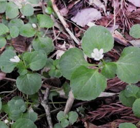 タニギキョウの花