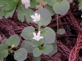 タニギキョウの花