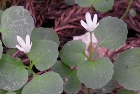 タニギキョウの花
