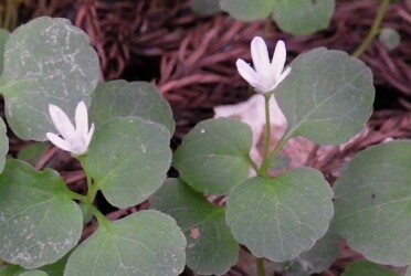 タニギキョウの花