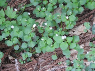 群生して咲くタニギキョウ