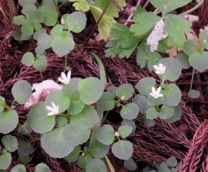 群生して咲くタニギキョウ