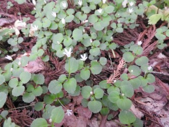 群生して咲くタニギキョウ