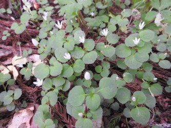 群生して咲くタニギキョウ