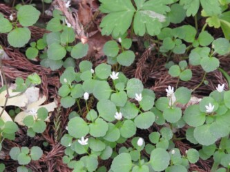 群生して咲くタニギキョウ