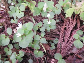 群生して咲くタニギキョウ