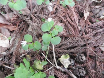 群生して咲くタニギキョウ