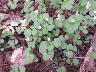 群生して咲くタニギキョウ