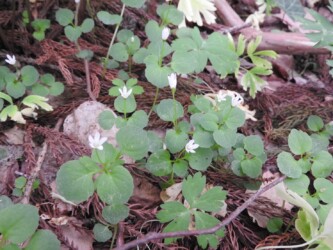 群生して咲くタニギキョウ