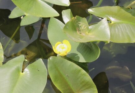 コウホネの花