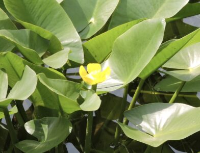 コウホネの花