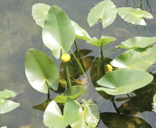 コウホネの花と葉