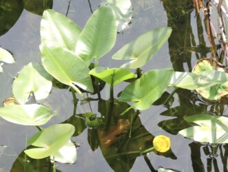 コウホネの花と葉