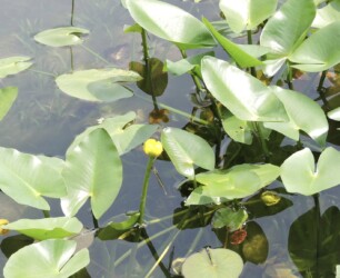 コウホネの花と葉
