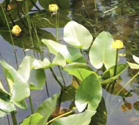コウホネの花と葉