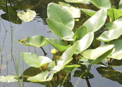 コウホネの花と葉