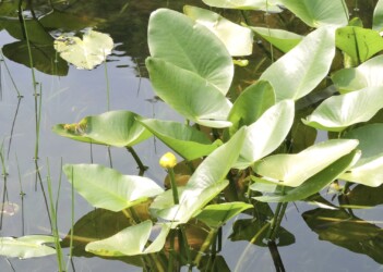 コウホネの花と葉