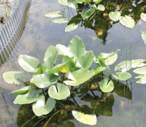 コウホネの花と葉