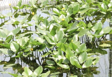 群生しているコウホネ